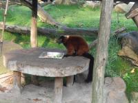 ders da frei rumgelaufen